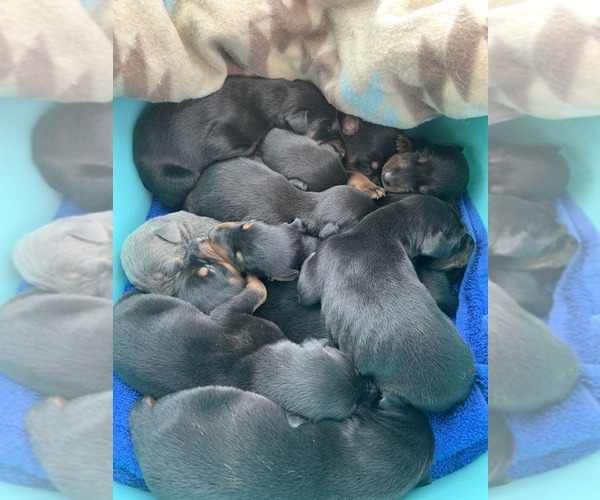 Medium Photo #7  Breeder Profile in MONROE CITY, MO, USA