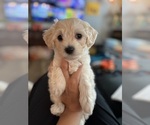 Small #4 Breeder Profile image