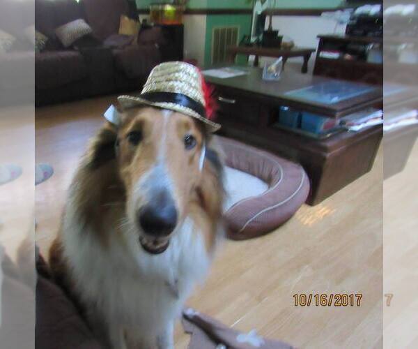 Medium Photo #8  Breeder Profile in HIGH POINT, NC, USA