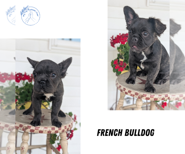 Medium Photo #12  Breeder Profile in GOSHEN, IN, USA
