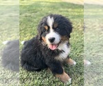 Small #4 Breeder Profile image