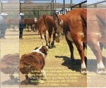 Small #3 Breeder Profile image