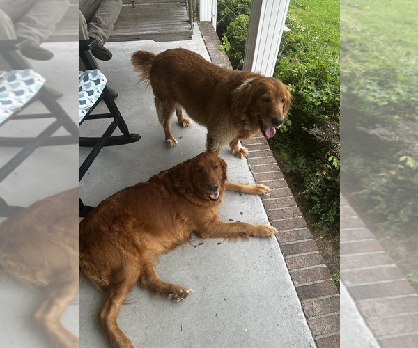 Medium Photo #3  Breeder Profile in ELIZABETH CITY, NC, USA