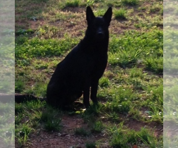 Medium Photo #1  Breeder Profile in CLAREMONT, NC, USA