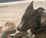 Small breeder photo