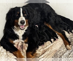 Bernese Mountain Dog Dog Breeder in EVART,  USA