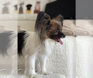 Papillon Dog Breeder near BROOKLYN, NY, USA