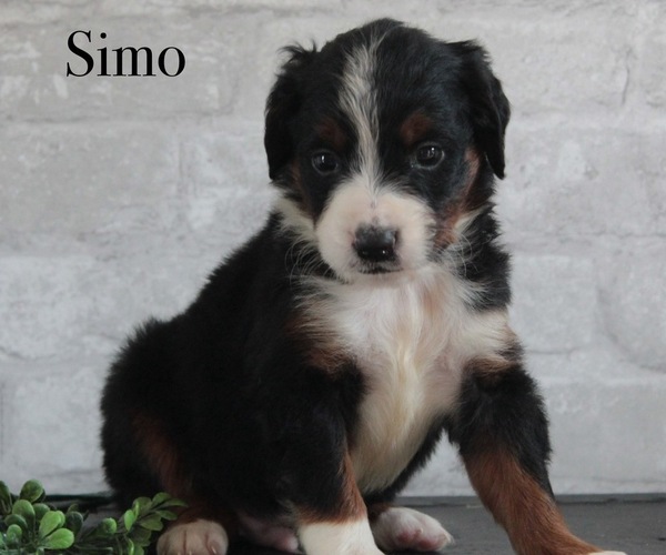 Medium Photo #5  Breeder Profile in HUNTINGTON, MA, USA