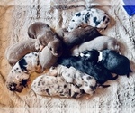 Small #4 Breeder Profile image