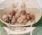 Small breeder photo