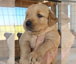 Small #6 Breeder Profile image