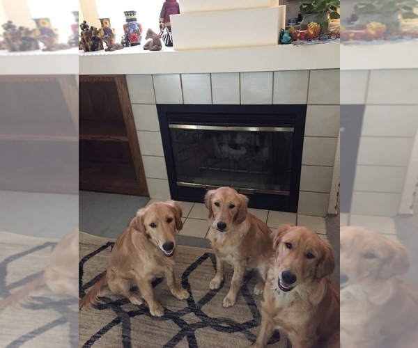 Medium Photo #19  Breeder Profile in BLUE SPRINGS, MO, USA