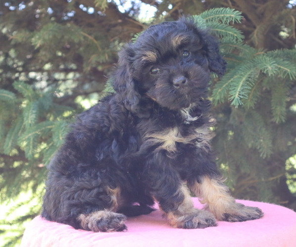 Medium Photo #54  Breeder Profile in THORP, WI, USA
