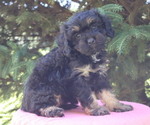 Small #53 Breeder Profile image