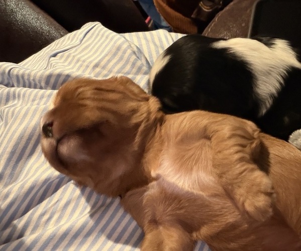 Medium Photo #15  Breeder Profile in WAXAHACHIE, TX, USA