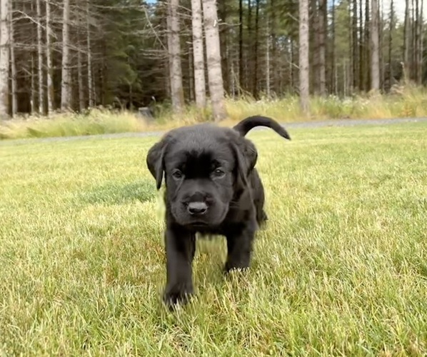 Medium Photo #3  Breeder Profile in ONALASKA, WA, USA