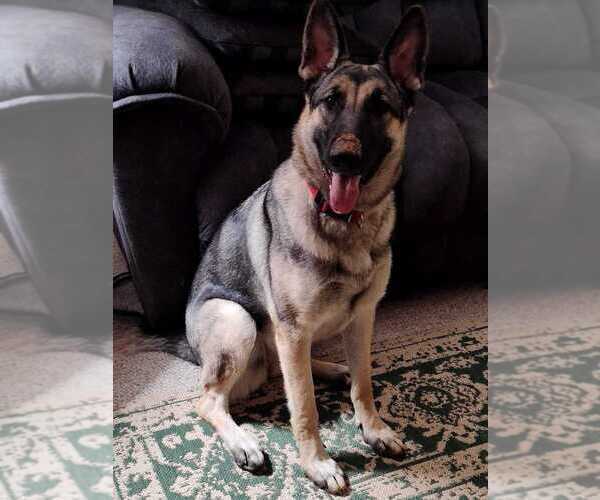 Medium Photo #1  Breeder Profile in RUSK, TX, USA
