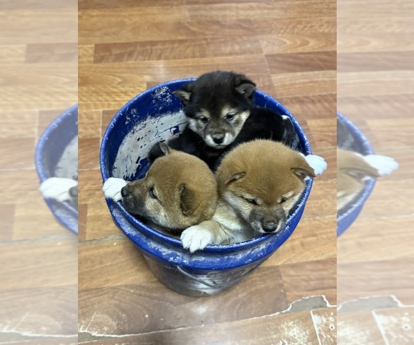 Medium Photo #3  Breeder Profile in MOUNT PLEASANT, IA, USA
