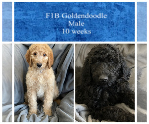 Main photo of Goldendoodle-Poodle (Standard) Mix Dog Breeder near VESTABURG, MI, USA