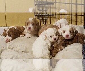 Cavapoo (Toy) Dog Breeder near SARDIS, TN, USA