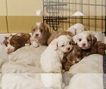 Small breeder photo