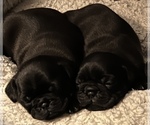 Small breeder photo