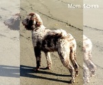 Small #36 Breeder Profile image