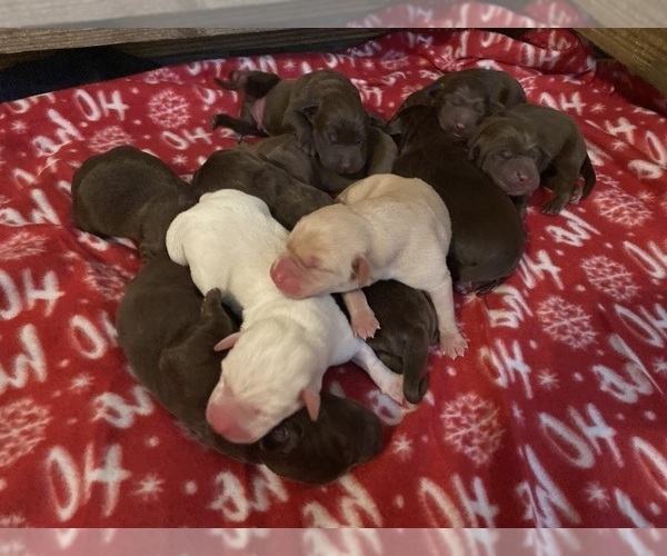 Medium Photo #15  Breeder Profile in CHARLOTTE, NC, USA
