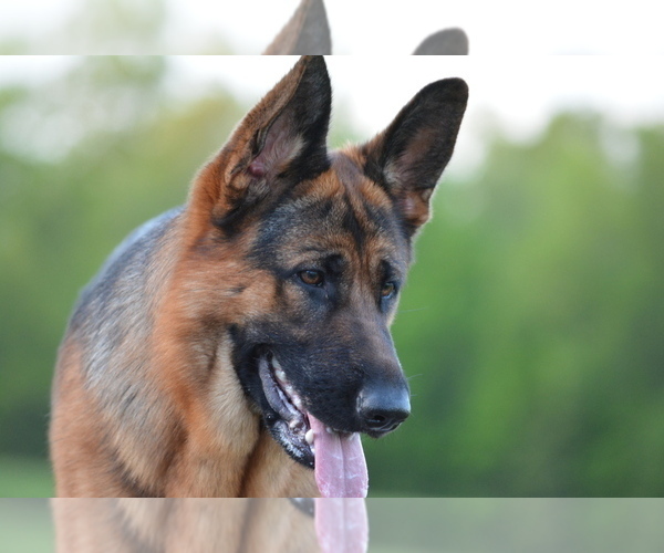 Medium Photo #1  Breeder Profile in WATKINS GLEN, NY, USA