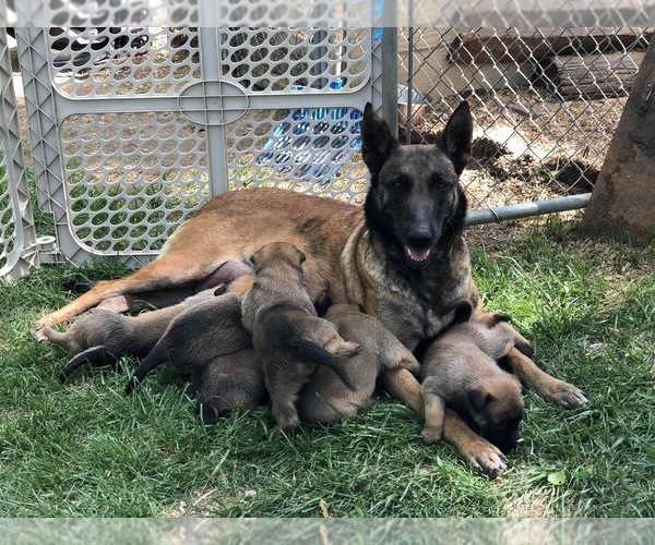 Medium Photo #1  Breeder Profile in KENNEWICK, WA, USA