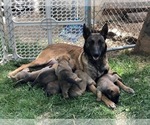 Small breeder photo