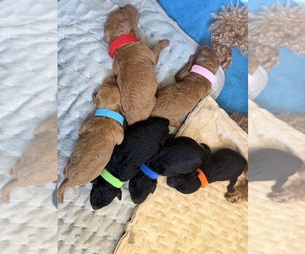 Medium Photo #14  Breeder Profile in BOYNTON BEACH, FL, USA