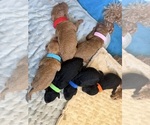 Small #13 Breeder Profile image