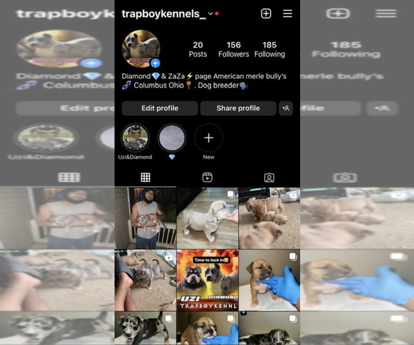 Medium Photo #1  Breeder Profile in COLUMBUS, OH, USA