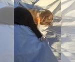 Small #5 Breeder Profile image