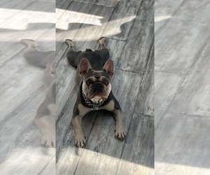 French Bulldog Dog Breeder near SOUTHGATE, MI, USA