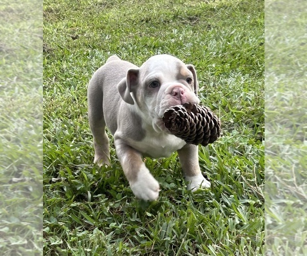 Medium Photo #1  Breeder Profile in ADAMSVILLE, AL, USA