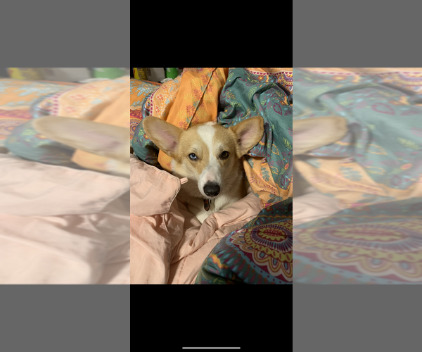 Medium Photo #2  Breeder Profile in SHERMAN, TX, USA