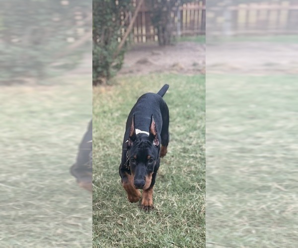 Medium Photo #13  Breeder Profile in ROCKWALL, TX, USA