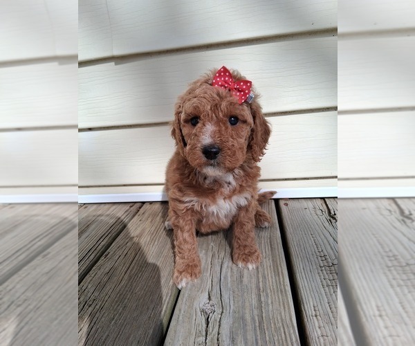 Medium Photo #67  Breeder Profile in GASTONIA, NC, USA