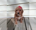 Small #66 Breeder Profile image