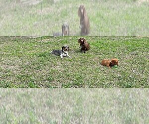 Dachshund Dog Breeder near MONROE, LA, USA