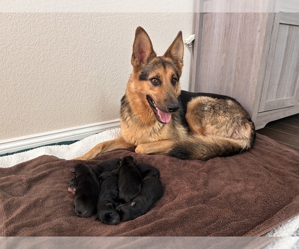 Medium Photo #1  Breeder Profile in MORENO VALLEY, CA, USA