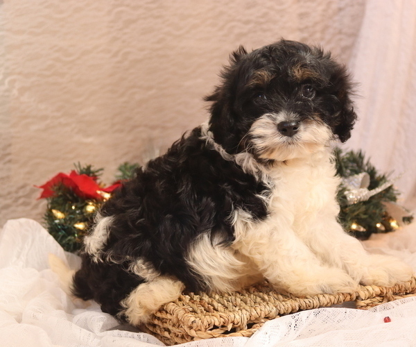Medium Photo #15  Breeder Profile in WEST SALEM, OH, USA