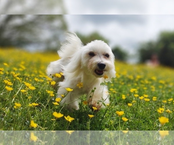 Medium Photo #7  Breeder Profile in BARREN SPRINGS, VA, USA