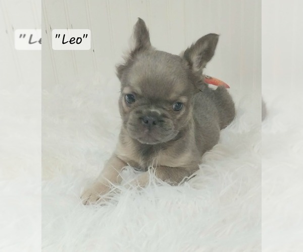 Medium Photo #27  Breeder Profile in COLONIAL BCH, VA, USA