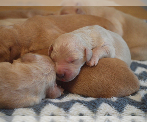 Medium Photo #1  Breeder Profile in BEMIDJI, MN, USA