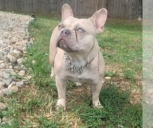 French Bulldog Dog Breeder near INDIANAPOLIS, IN, USA