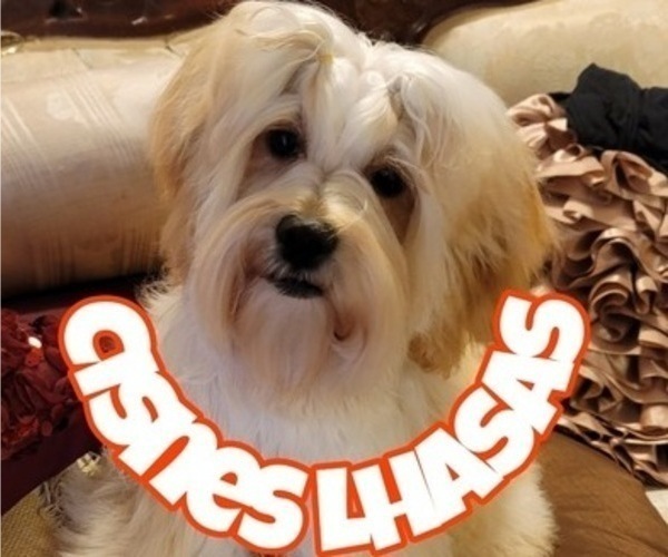 Medium Photo #1  Breeder Profile in PHOENIX, AZ, USA