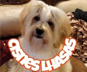 Lhasa Apso Dog Breeder in PHOENIX,  USA